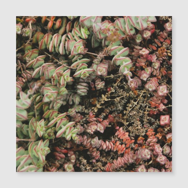 Crassula perforata (Anverso)