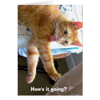 Crazy naranja cat card