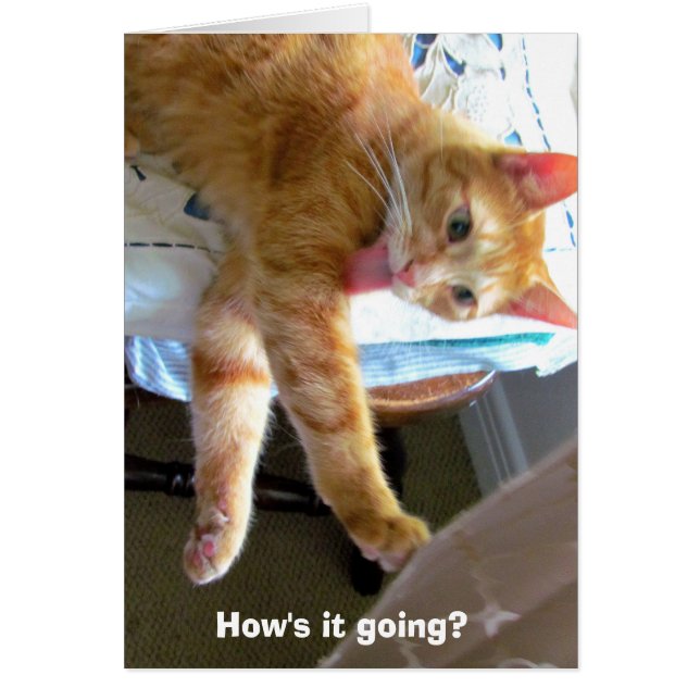 Crazy naranja cat card (Frente)