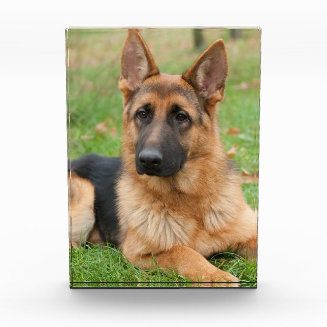 Crea tu propia foto de mascota personalizada (Anverso)