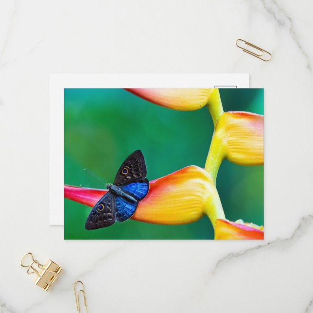 Crear su propia plantilla de fotos Personalizado p (Anverso/Reverso In Situ)