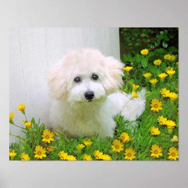 Crear Una Impresión Poster (Frente)