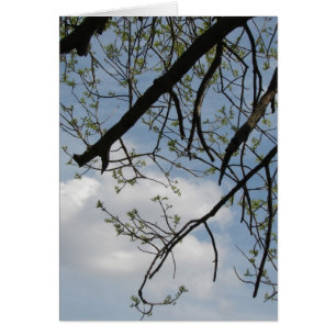 Crecimiento de primavera