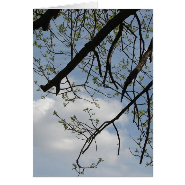 Crecimiento de primavera (Frente)