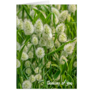 crema de cola de conejito difusa que piensa en ti