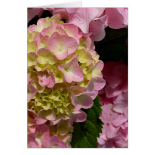 Crema rosa Hydrangeas amarillo rosa verde floral