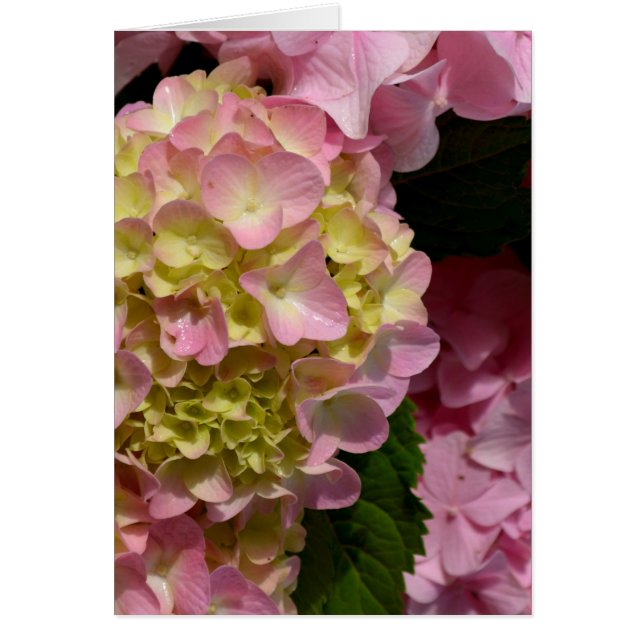 Crema rosa Hydrangeas amarillo rosa verde floral (Frente)