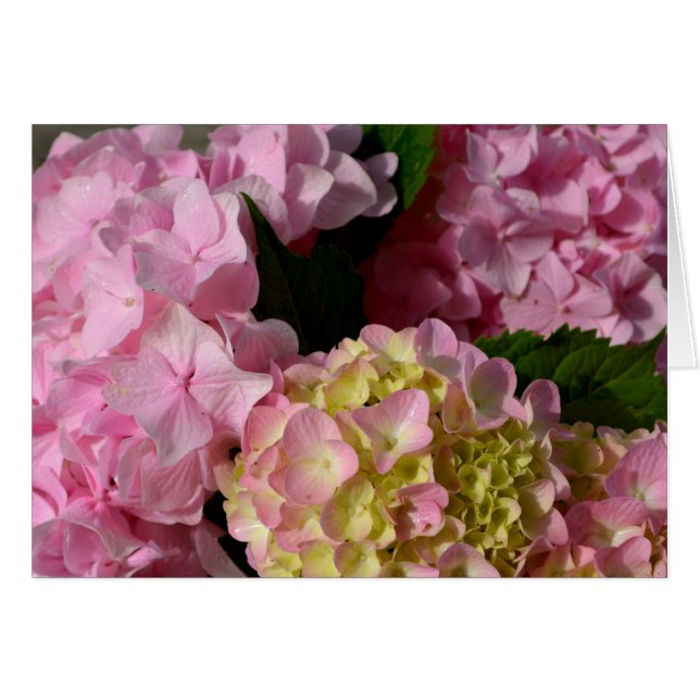 Crema rosa Hydrangeas amarillo rosa verde floral (Anverso (Horizontal))