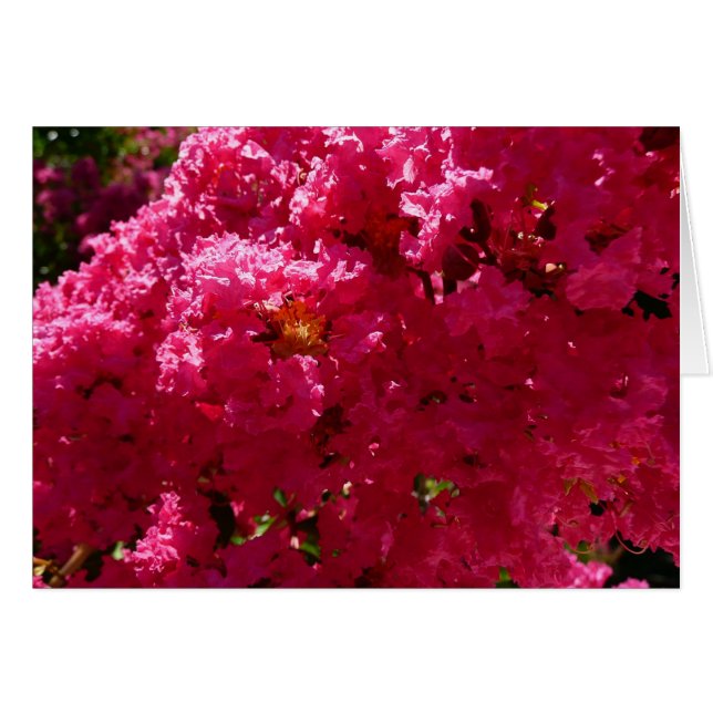Crepe Myrtle Tree Magenta Floral (Anverso (Horizontal))