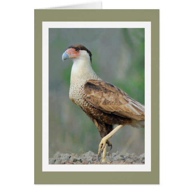 Crested Caracara (Frente)
