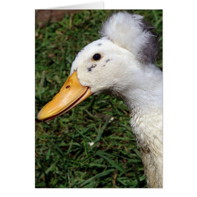 Crested Drake (Frente)