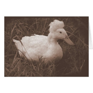 Crestie el pato reposado