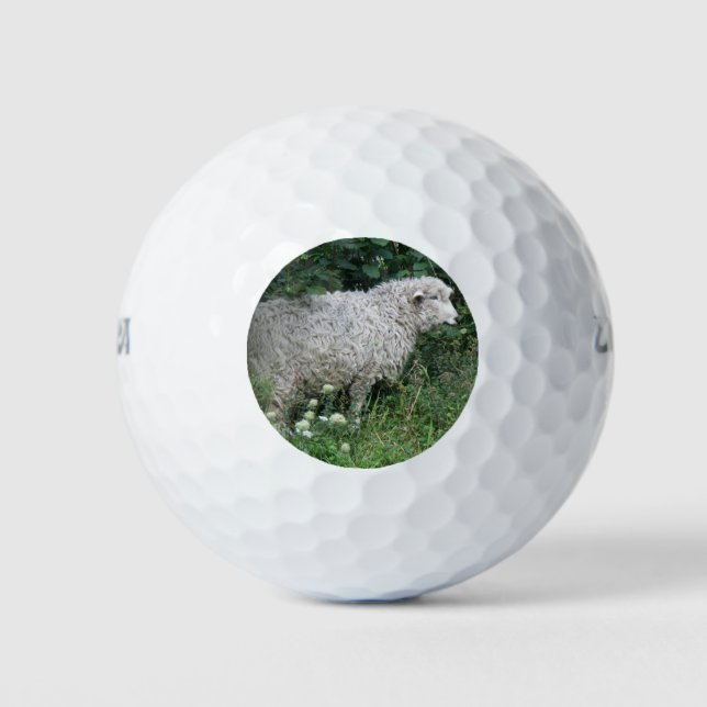 Cría codiciosa de oveja comiendo bolas de golf (Anverso)