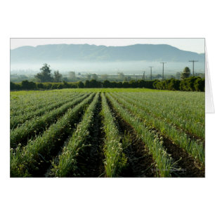 Cría de cebollas en el campo