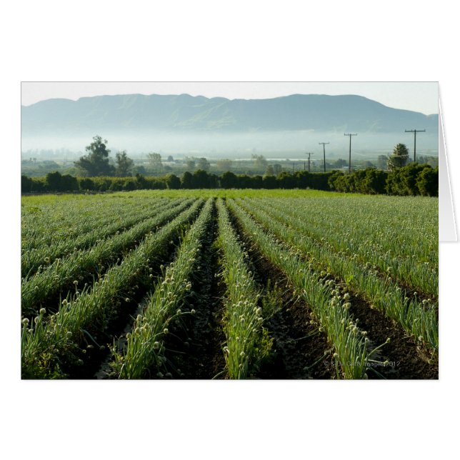 Cría de cebollas en el campo (Anverso (Horizontal))