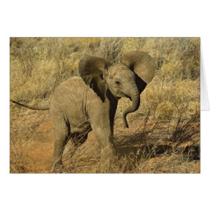 Cría de elefante africano, Loxodonta Africana,