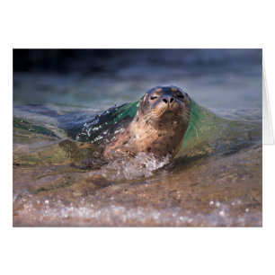 Cría de foca común