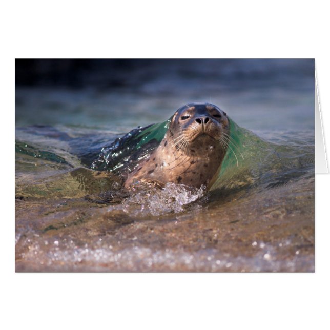 Cría de foca común (Anverso (Horizontal))