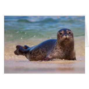 Cría de foca común en el agua