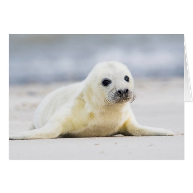 Cría de foca de las imágenes el | de Getty (Anverso (Horizontal))