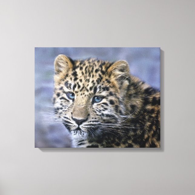Cría de leopardo en lienzo (Anverso)