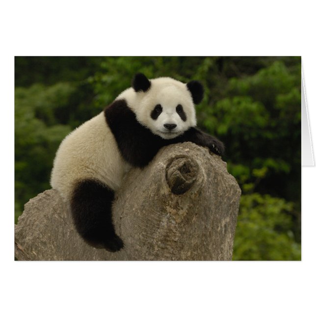 cría de panda gigante (Anverso (Horizontal))