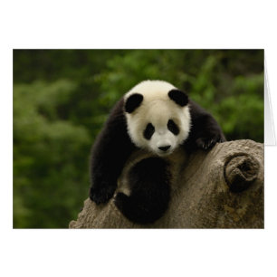 cría de panda gigante