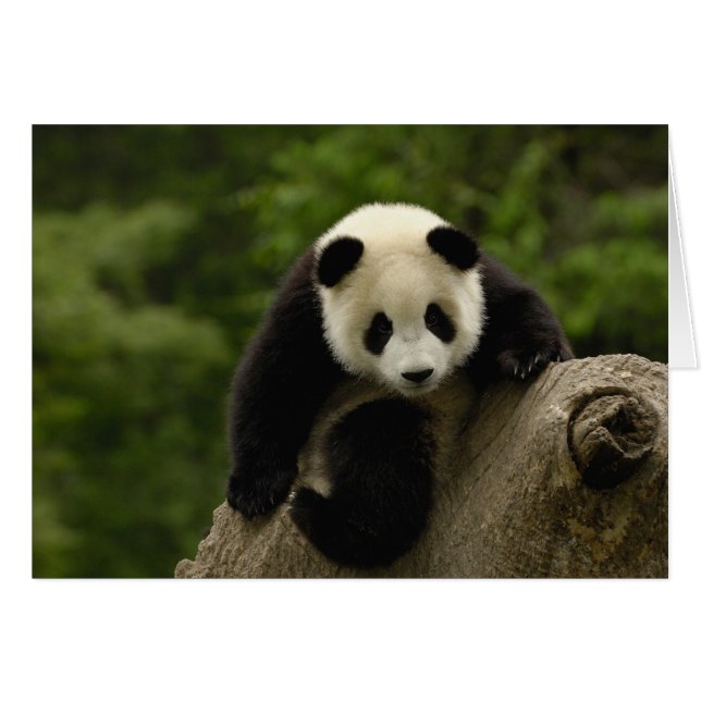 cría de panda gigante (Anverso (Horizontal))