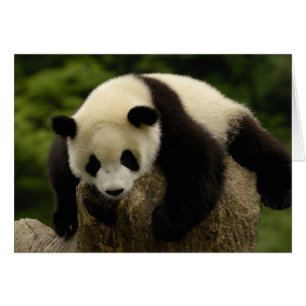 Cría de panda gigante (Ailuropoda melanoleuca)