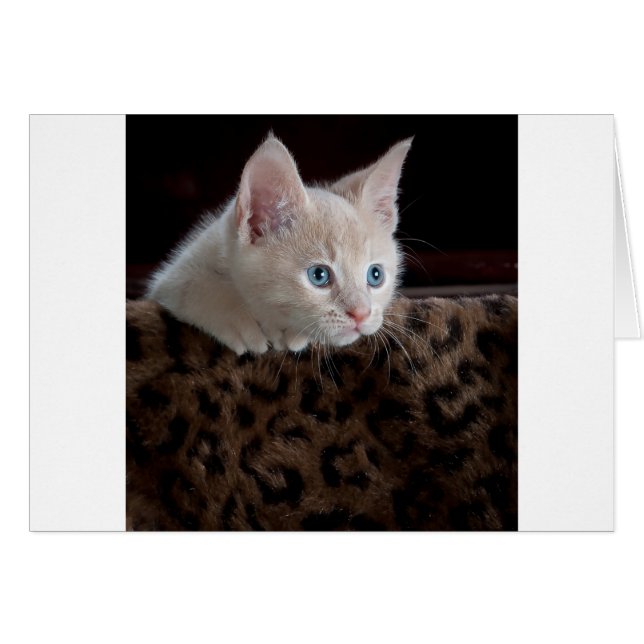Criam Kitten con hermosos ojos azules (Anverso (Horizontal))