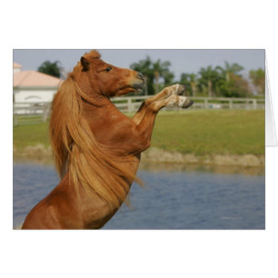 Crianza de caballos en miniatura