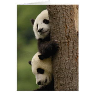 crías de panda gigante (Ailuropoda melanoleuca)