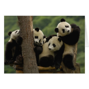 Crías de panda gigante (Ailuropoda melanoleuca)