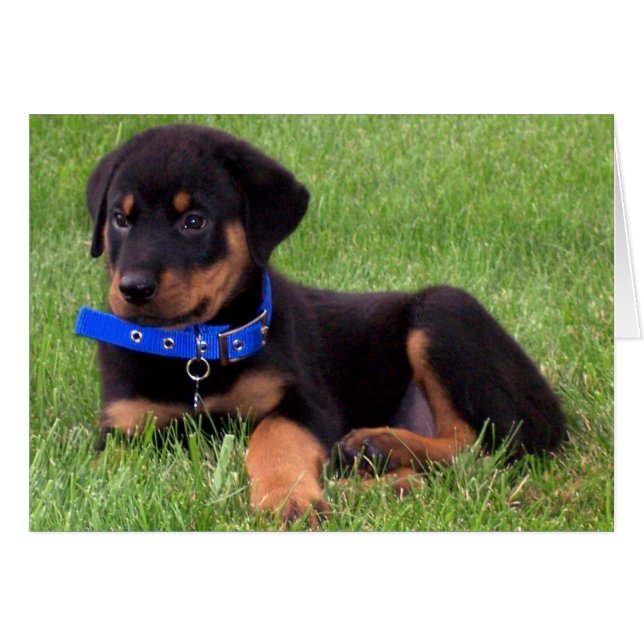 crías de rottweiler. (Anverso (Horizontal))