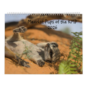 Crías de suricata del calendario KMP 2026