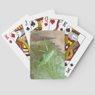 Cricket verde en las cartas de juego a la vista
