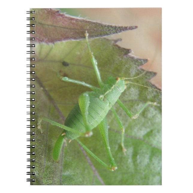 Cricket verde en un cuaderno de hojas (Frente)