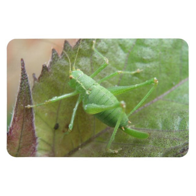 Cricket verde en un imán de primera calidad (Horizontal)