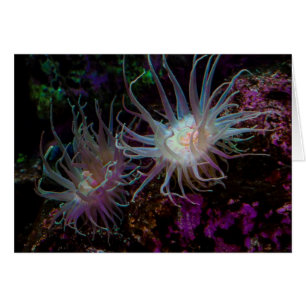 Crimson Anemone
