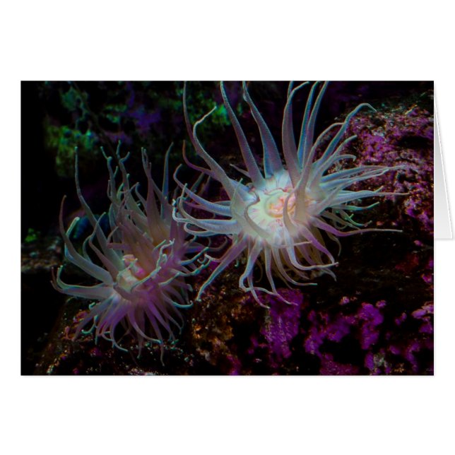 Crimson Anemone (Anverso (Horizontal))