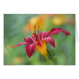 Crimson Lily - Daylily