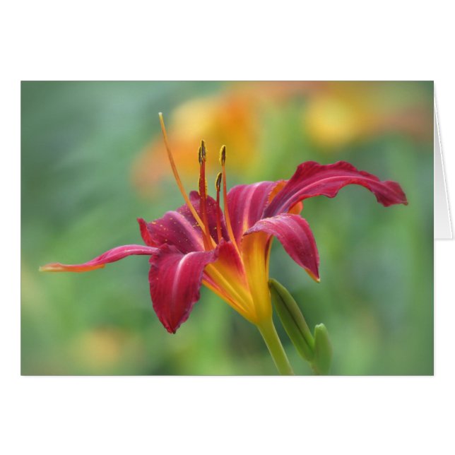 Crimson Lily - Daylily (Anverso (Horizontal))