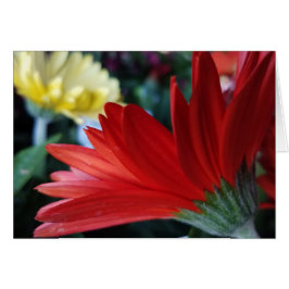 Crimson Red Gerbera Daisy Flower Close-Up Photo