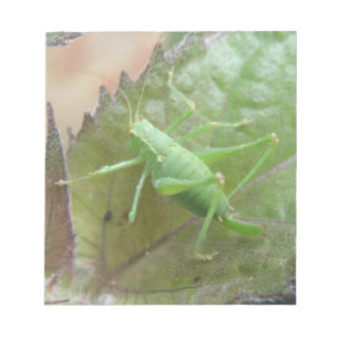 Críquet verde en un Bloc de notas de hoja