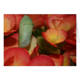 Crisálida del monarca