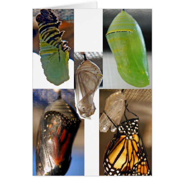 Crisálidas de mariposa monarca (Frente)