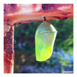 Crisalis Monarch 2018 - Impresión fotográfica