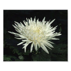Crisantemo blanco 10" x 8" impresión de la foto