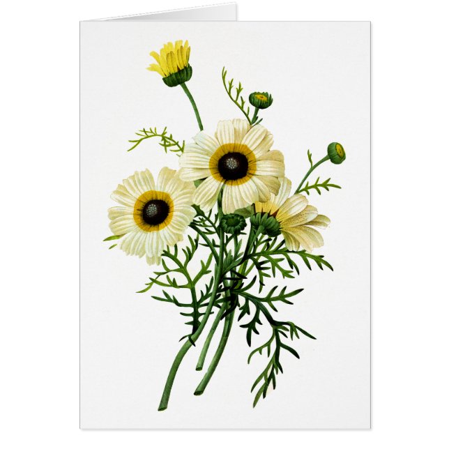 Crisantemo blanco por Pierre Joseph Redoute (Frente)