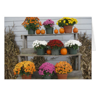 Crisantemo con calabazas
